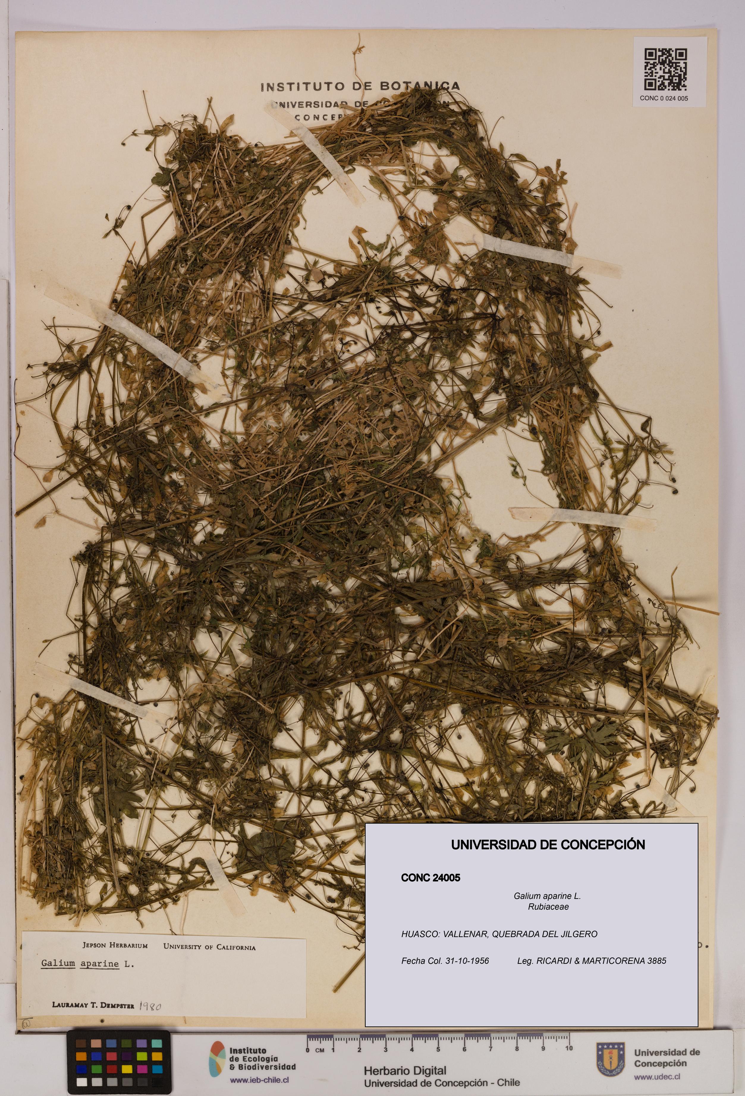 Galium aparine [Espécimen: UDEC:CONC:0024005]