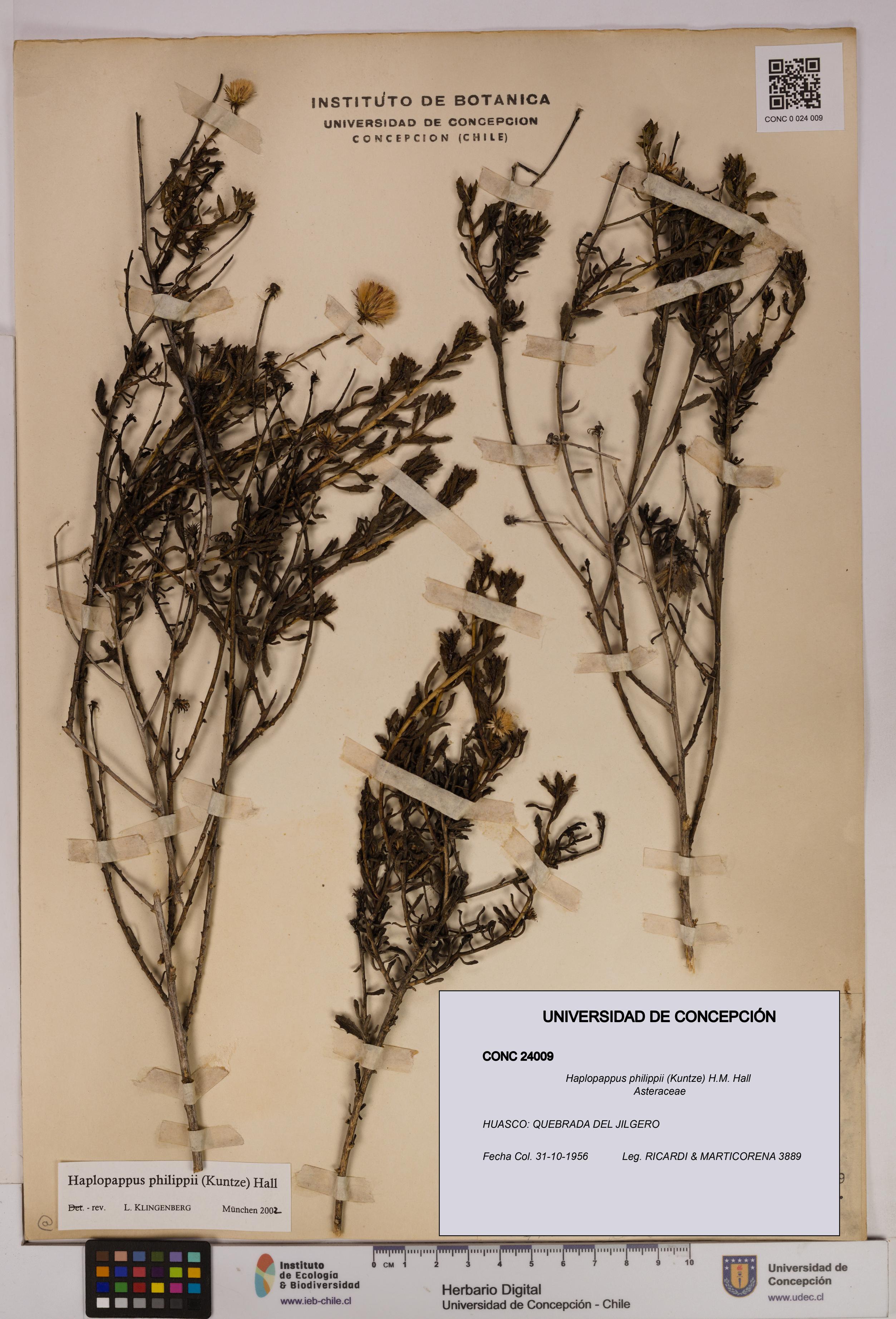 Haplopappus philippii [Espécimen: UDEC:CONC:0024009]