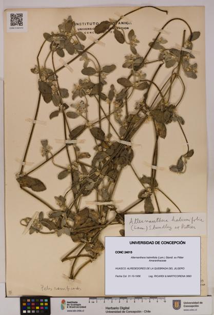 Alternanthera halimifolia [Espécimen: UDEC:CONC:0024013]