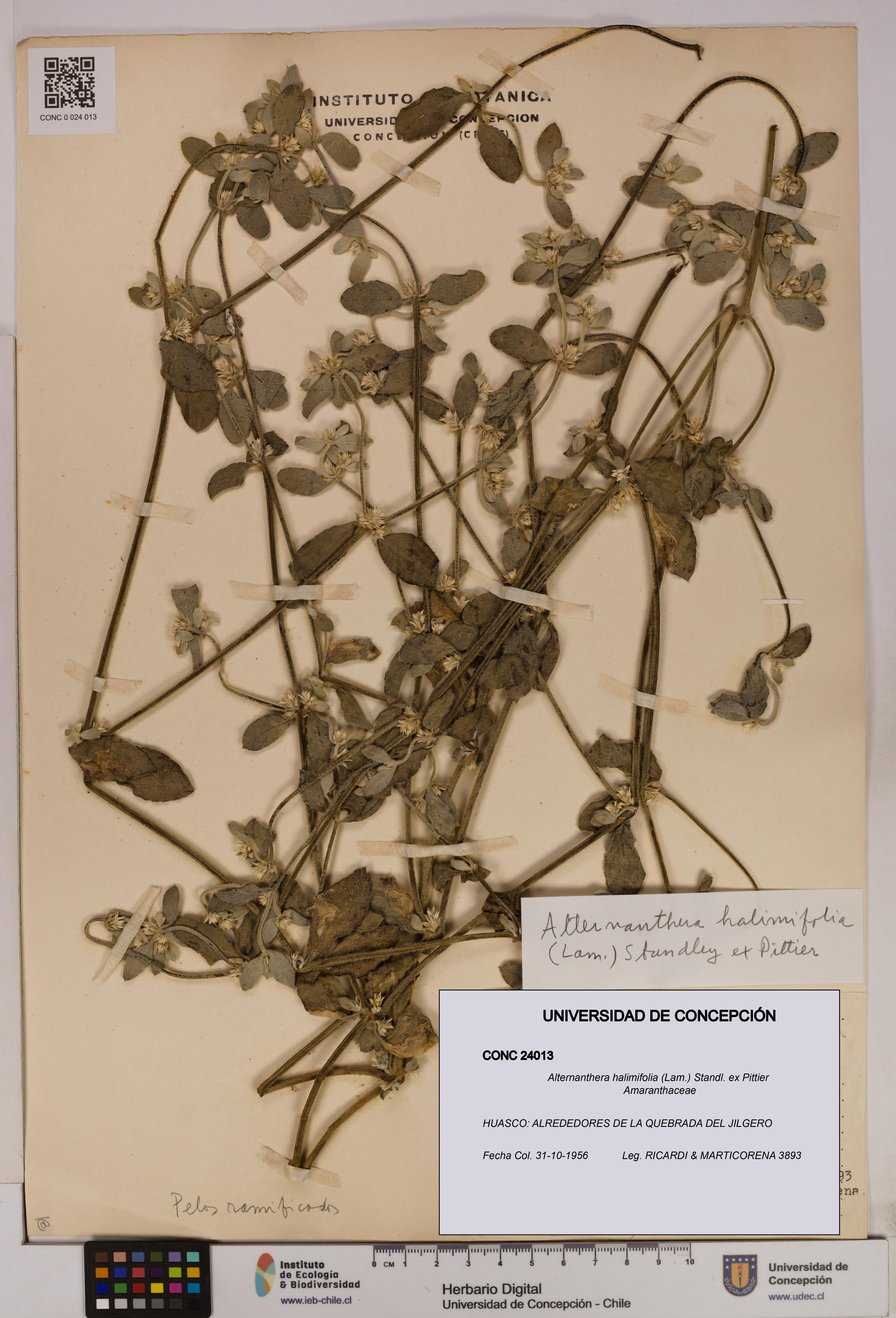 Alternanthera halimifolia [Espécimen: UDEC:CONC:0024013]