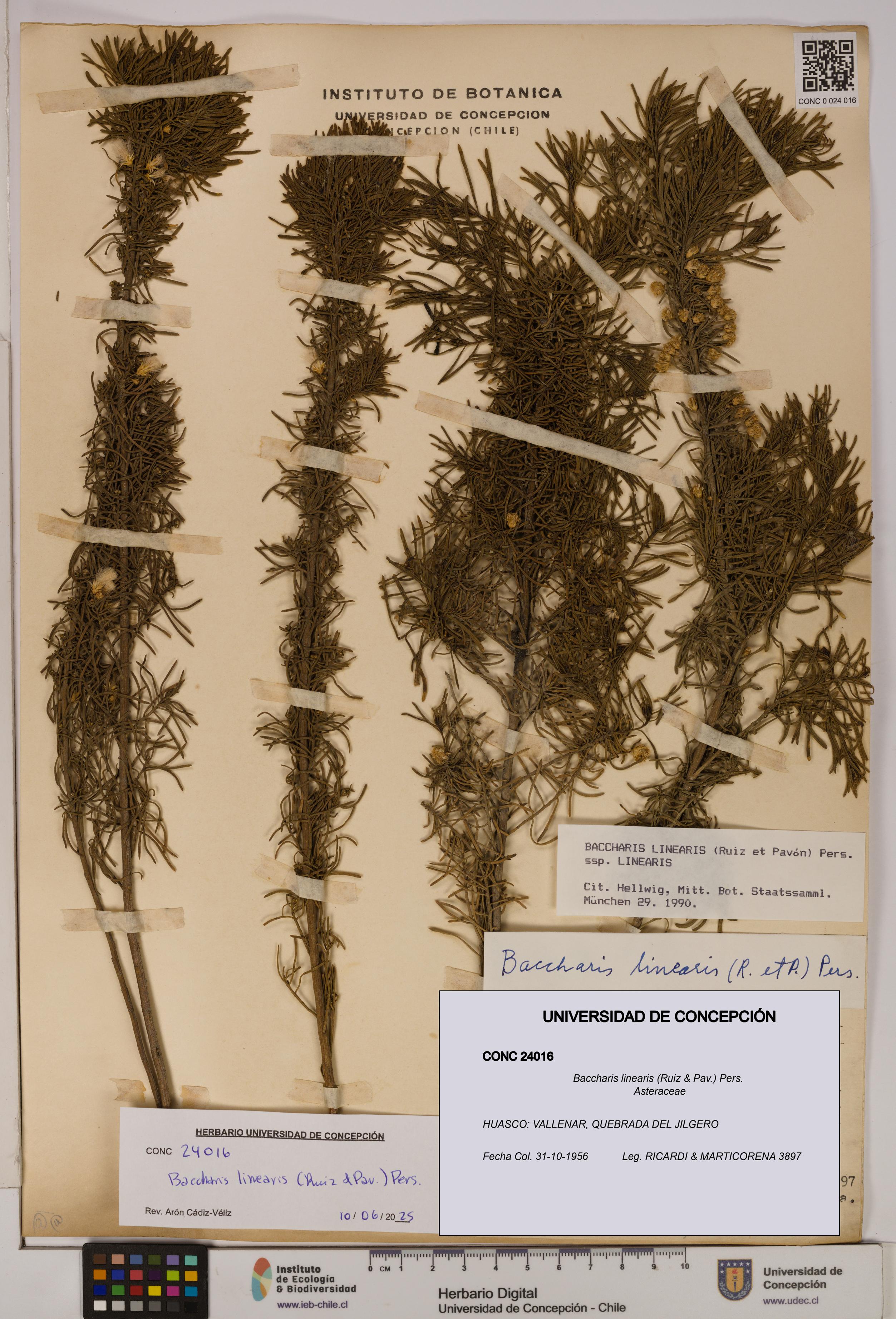Baccharis linearis [Espécimen: UDEC:CONC:0024016]