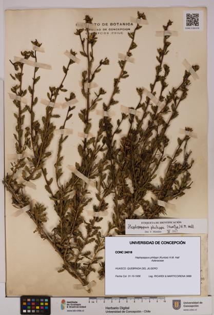 Haplopappus philippii [Espécimen: UDEC:CONC:0024018]