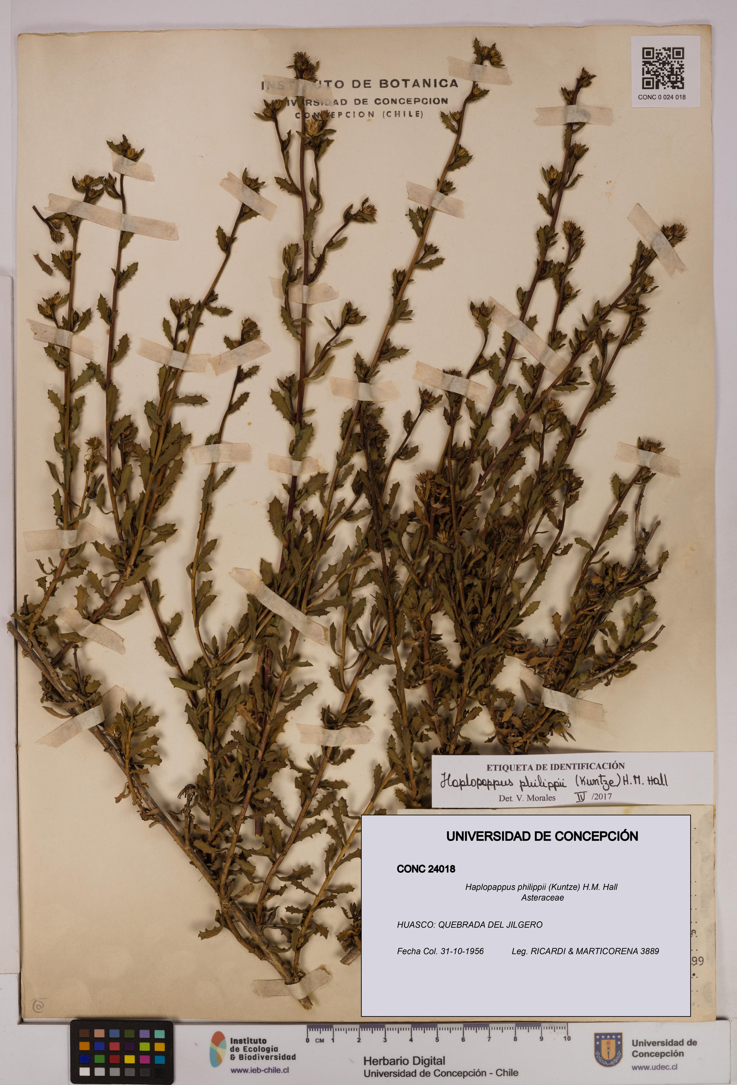 Haplopappus philippii [Espécimen: UDEC:CONC:0024018]