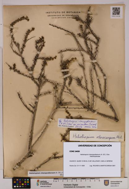 Heliotropium chenopodiaceum [Espécimen: UDEC:CONC:0024020]
