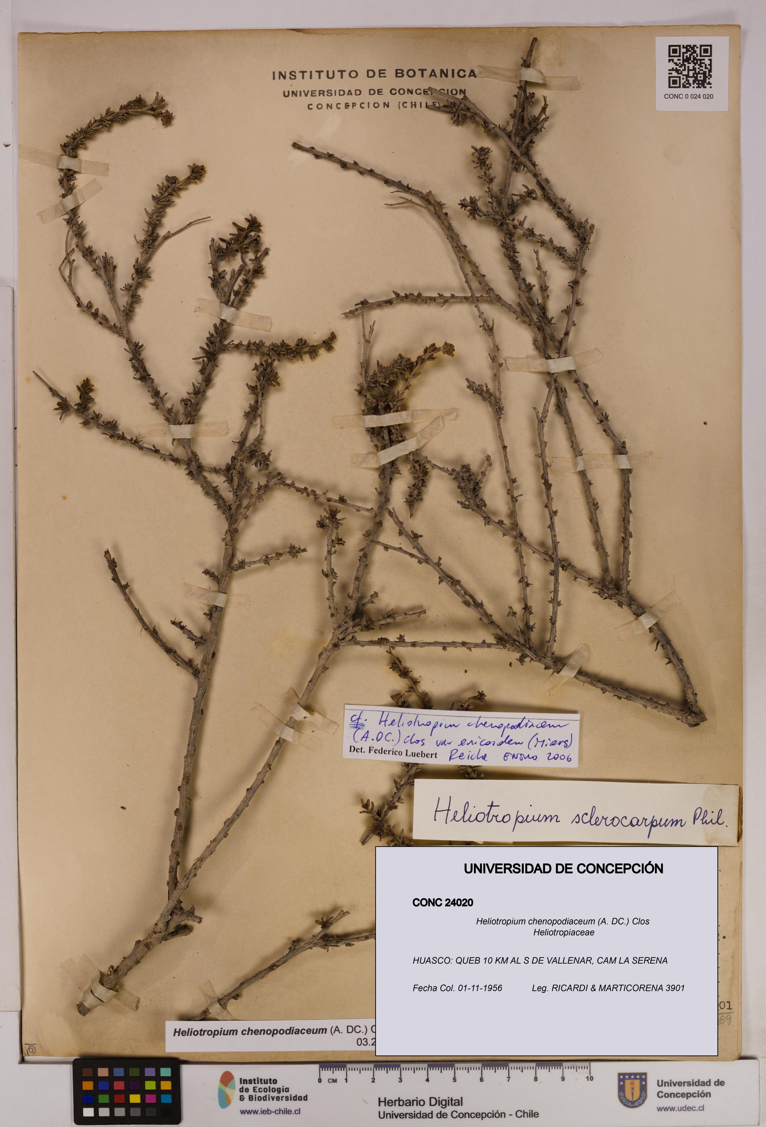 Heliotropium chenopodiaceum [Espécimen: UDEC:CONC:0024020]