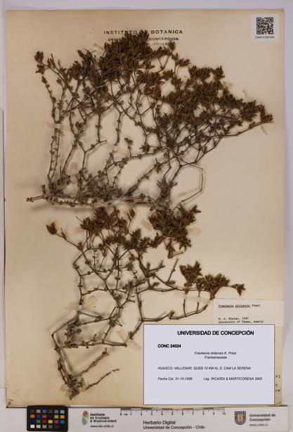 Frankenia chilensis [Espécimen: UDEC:CONC:0024024]
