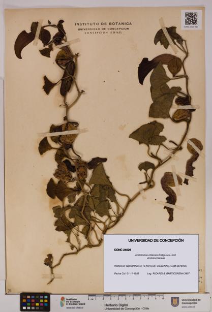 Aristolochia chilensis [Espécimen: UDEC:CONC:0024026]