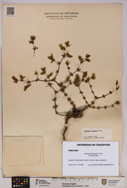 Frankenia chilensis [Espécimen: UDEC:CONC:0024031]