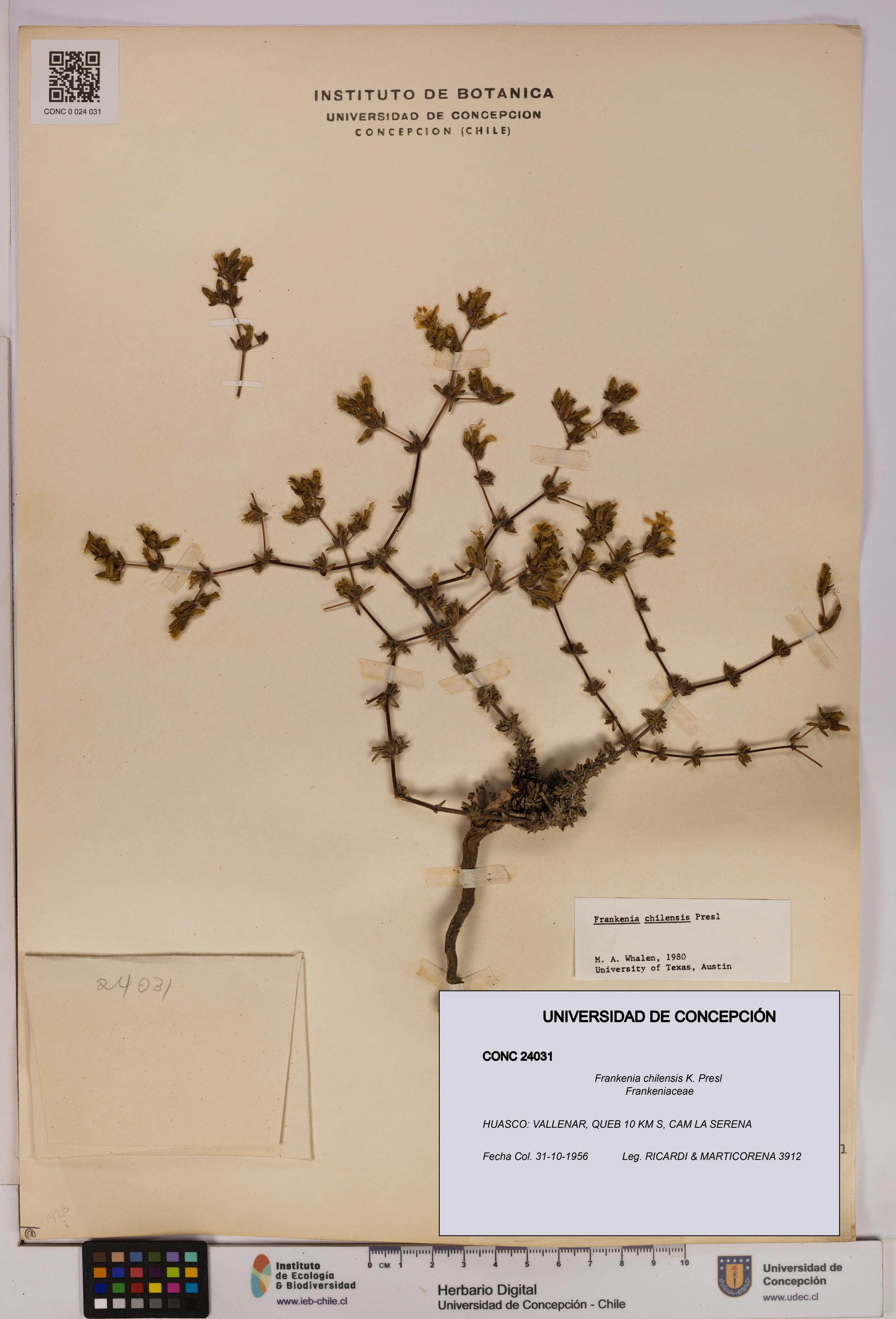 Frankenia chilensis [Espécimen: UDEC:CONC:0024031]