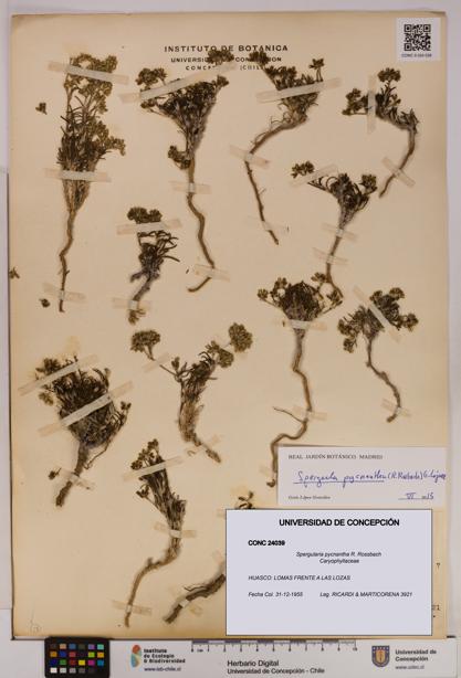 Spergularia pycnantha [Espécimen: UDEC:CONC:0024039]