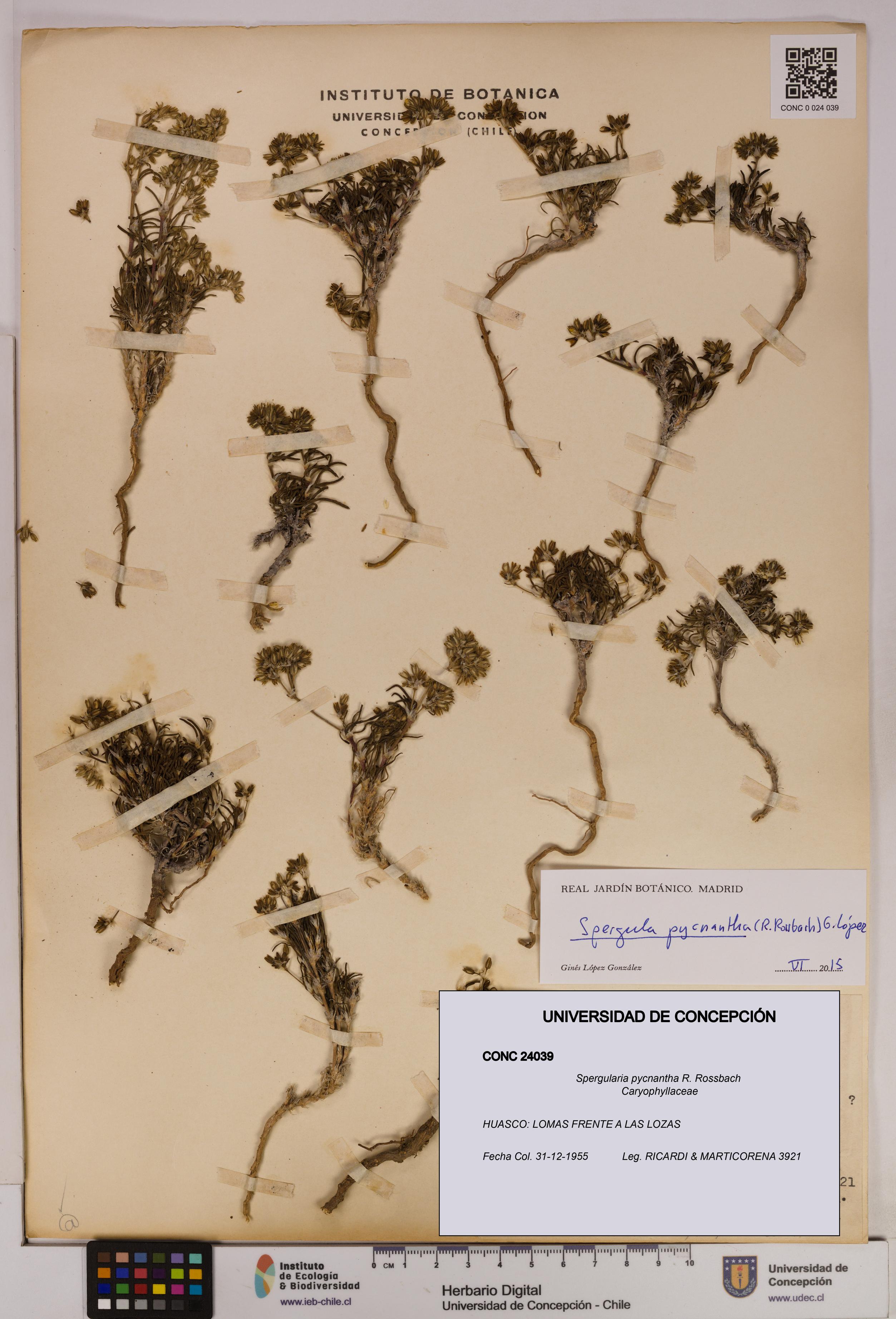 Spergularia pycnantha [Espécimen: UDEC:CONC:0024039]