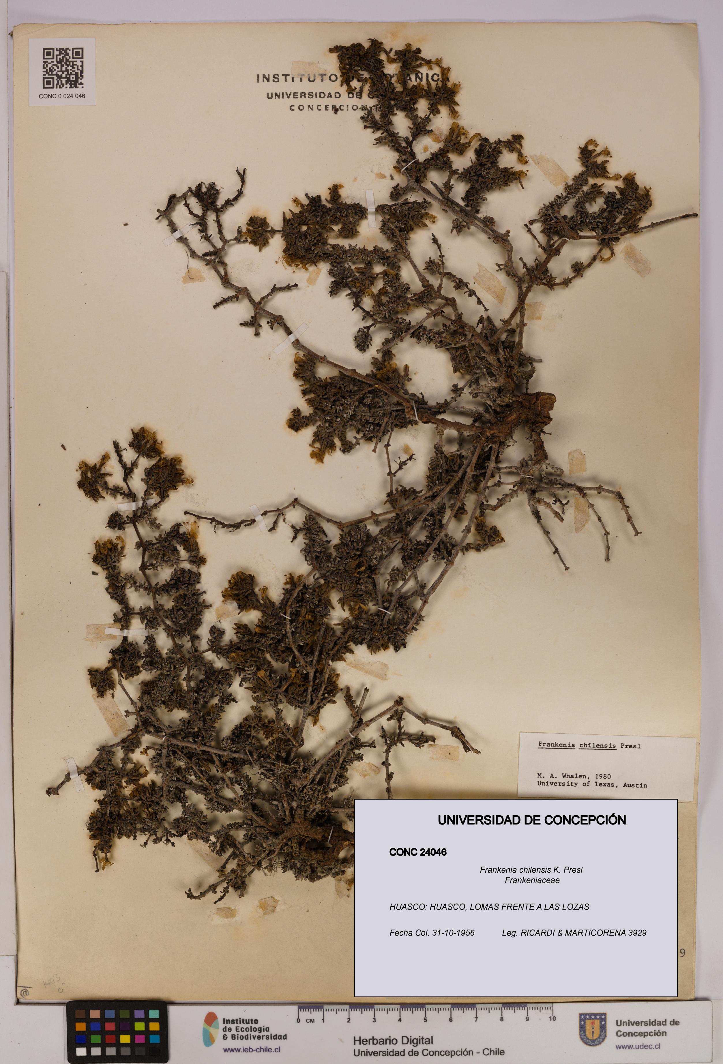 Frankenia chilensis [Espécimen: UDEC:CONC:0024046]