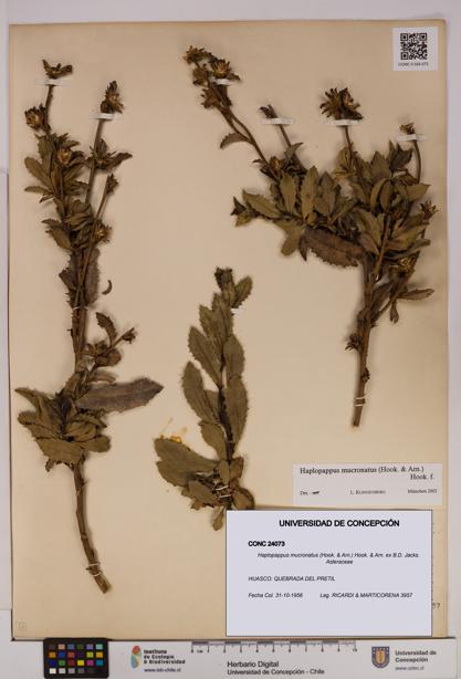 Haplopappus mucronatus [Espécimen: UDEC:CONC:0024073]