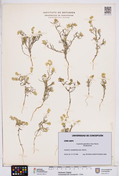 Cryptantha globulifera [Espécimen: ]