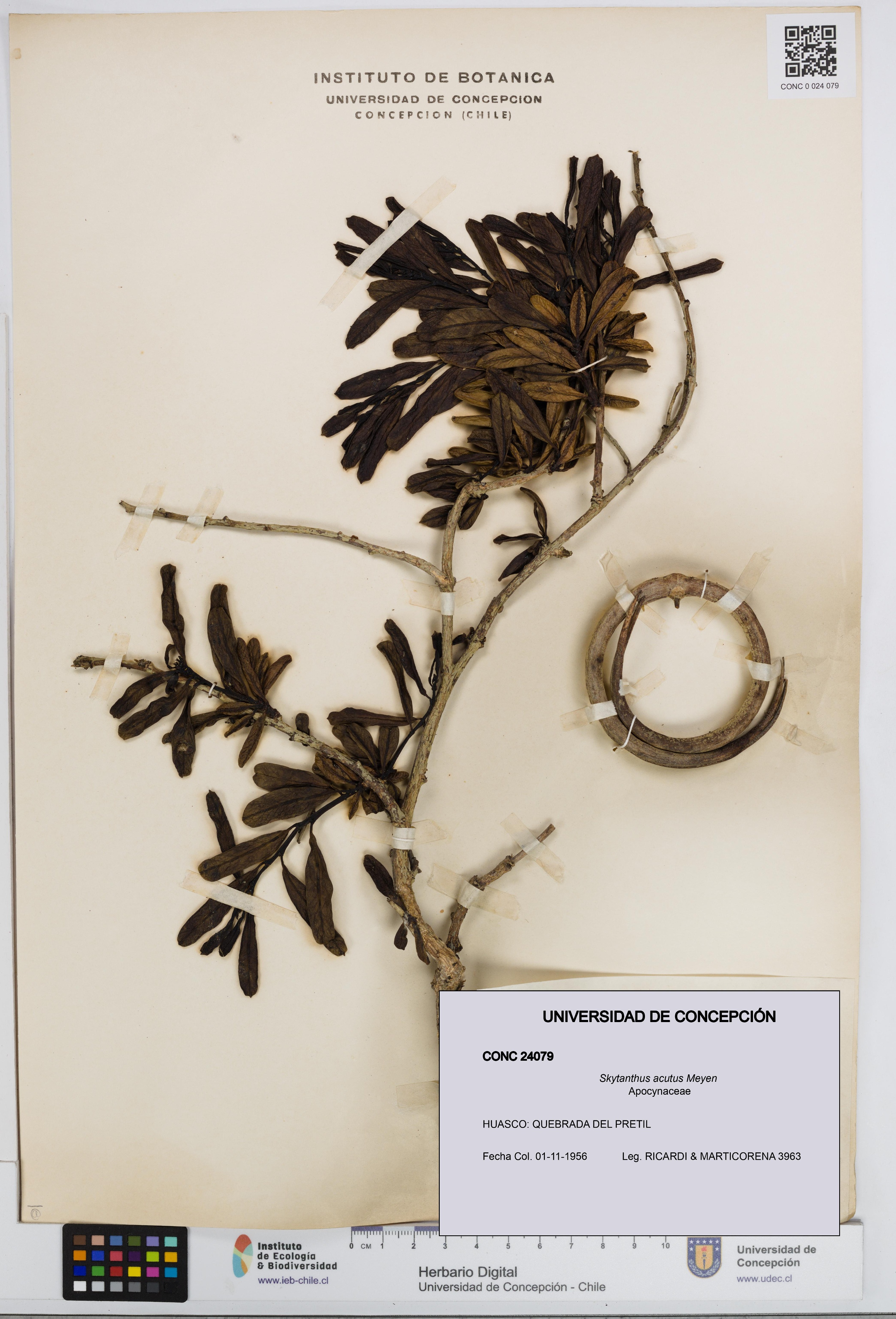 Skytanthus acutus [Espécimen: UDEC:CONC:0024079]