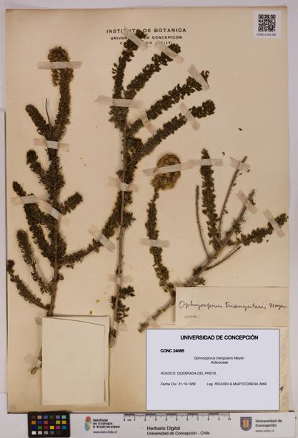 Ophryosporus triangularis [Espécimen: UDEC:CONC:0024085]