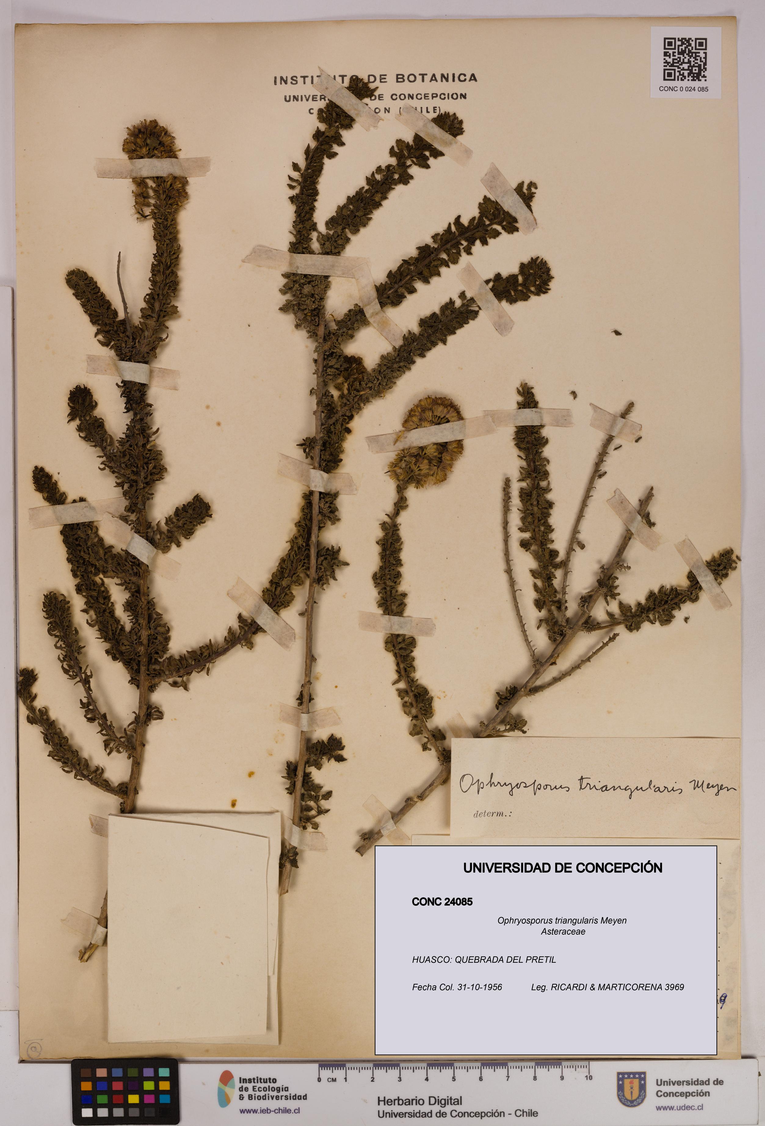 Ophryosporus triangularis [Espécimen: UDEC:CONC:0024085]