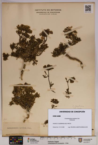 Cruckshanksia montiana [Espécimen: UDEC:CONC:0024086]