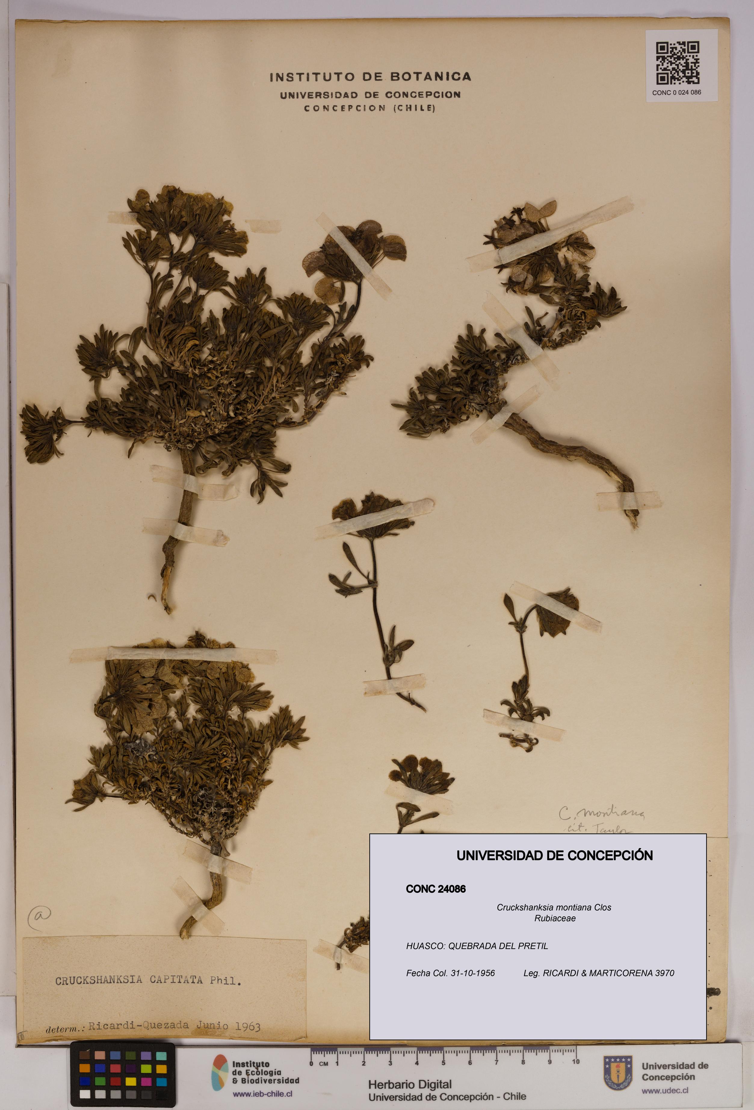 Cruckshanksia montiana [Espécimen: UDEC:CONC:0024086]