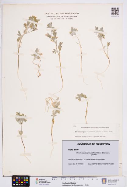 Homalocarpus digitatus [Espécimen: ]