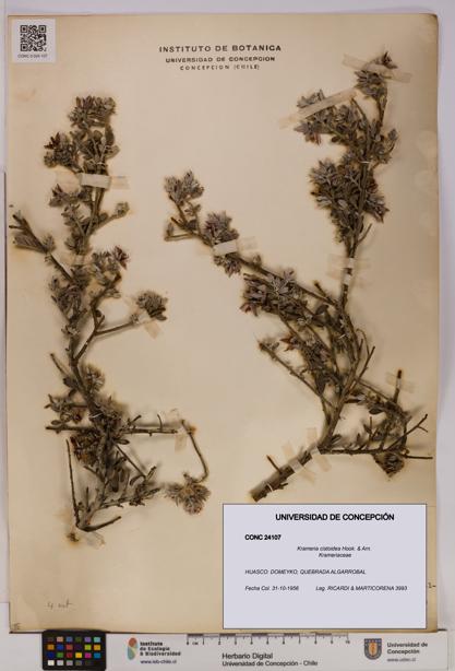 Krameria cistoidea [Espécimen: UDEC:CONC:0024107]