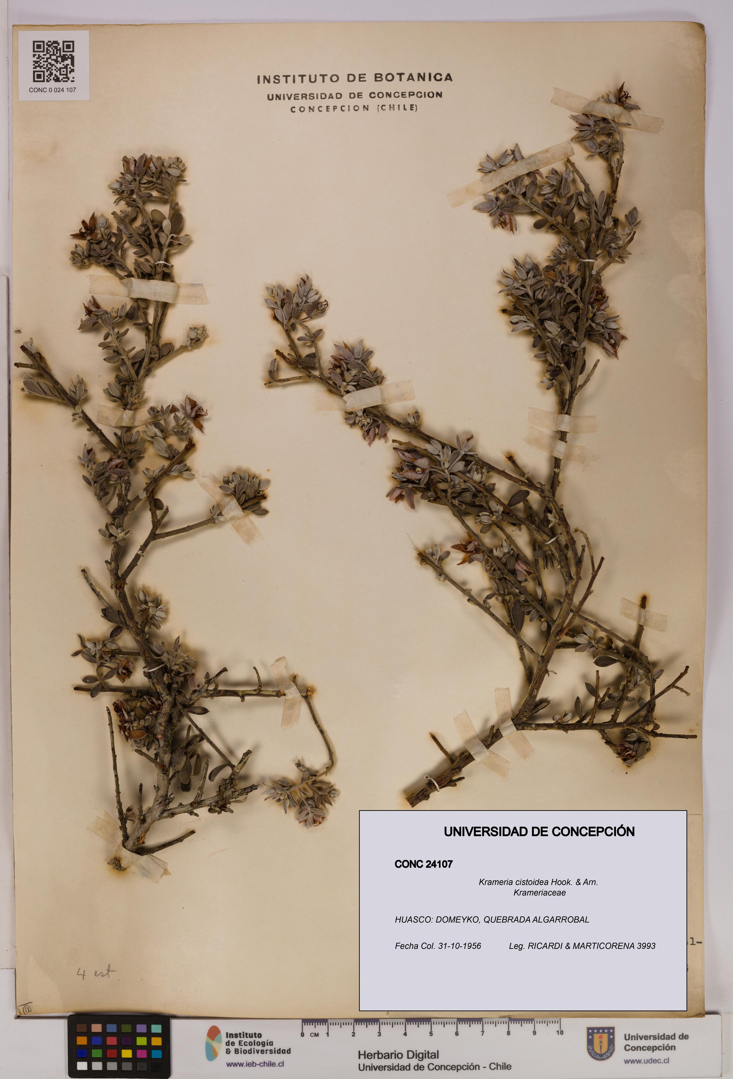 Krameria cistoidea [Espécimen: UDEC:CONC:0024107]