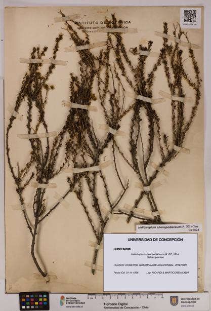 Heliotropium chenopodiaceum [Espécimen: UDEC:CONC:0024108]