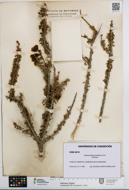 Balsamocarpon brevifolium [Espécimen: UDEC:CONC:0024115]