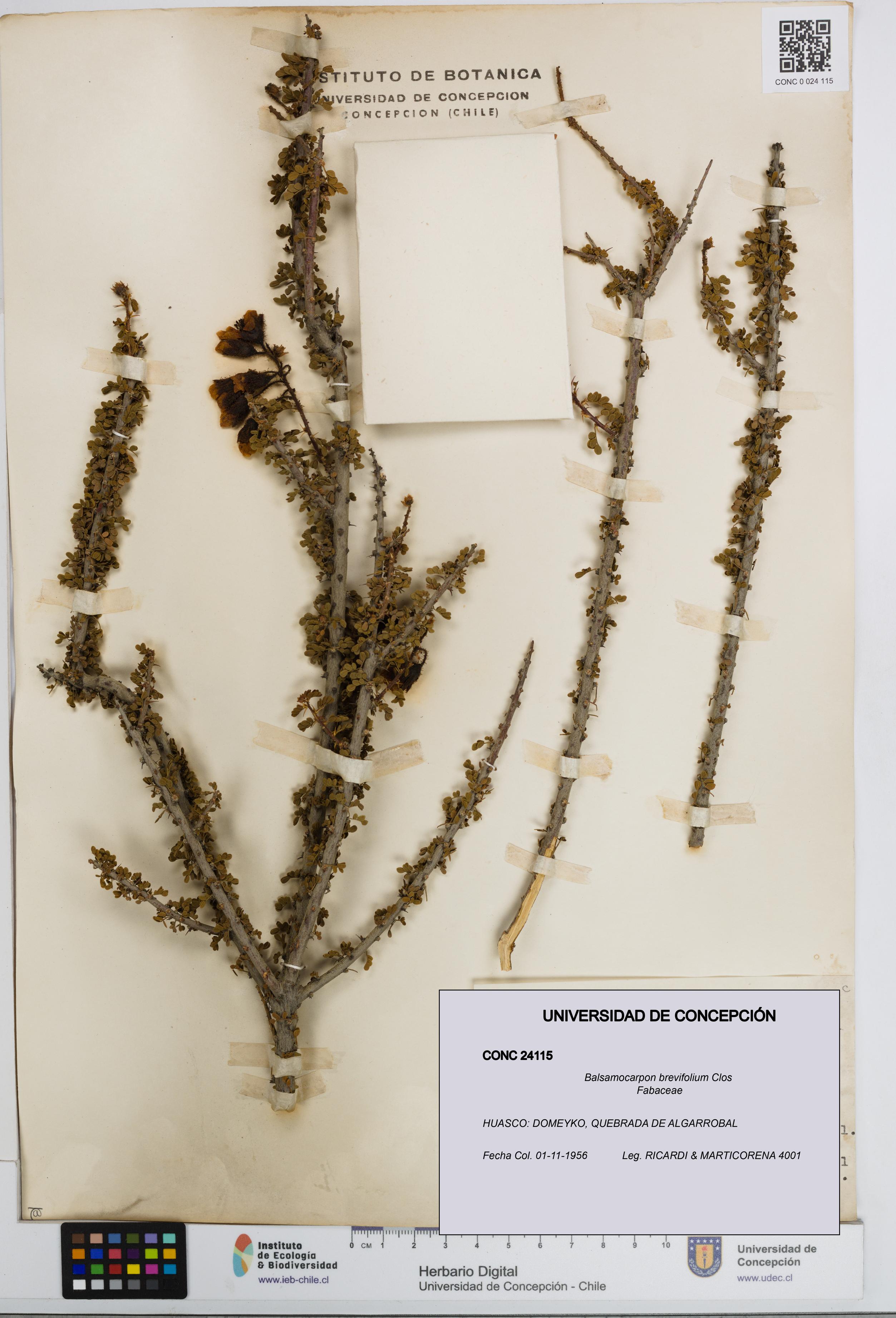 Balsamocarpon brevifolium [Espécimen: UDEC:CONC:0024115]