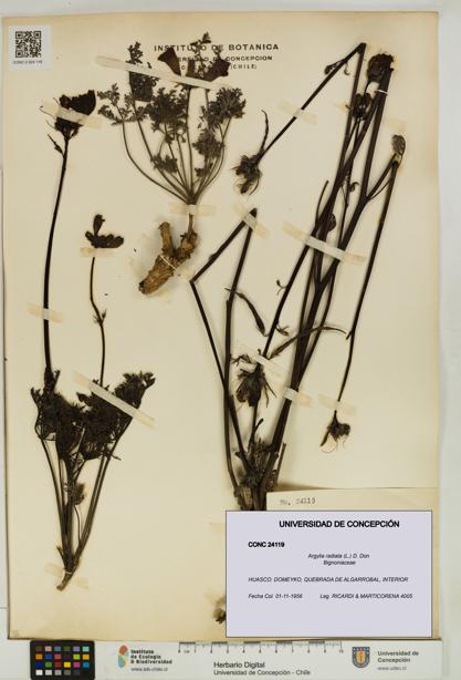 Argylia radiata [Espécimen: UDEC:CONC:0024119]