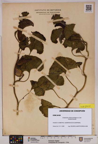 Aristolochia chilensis [Espécimen: UDEC:CONC:0024120]