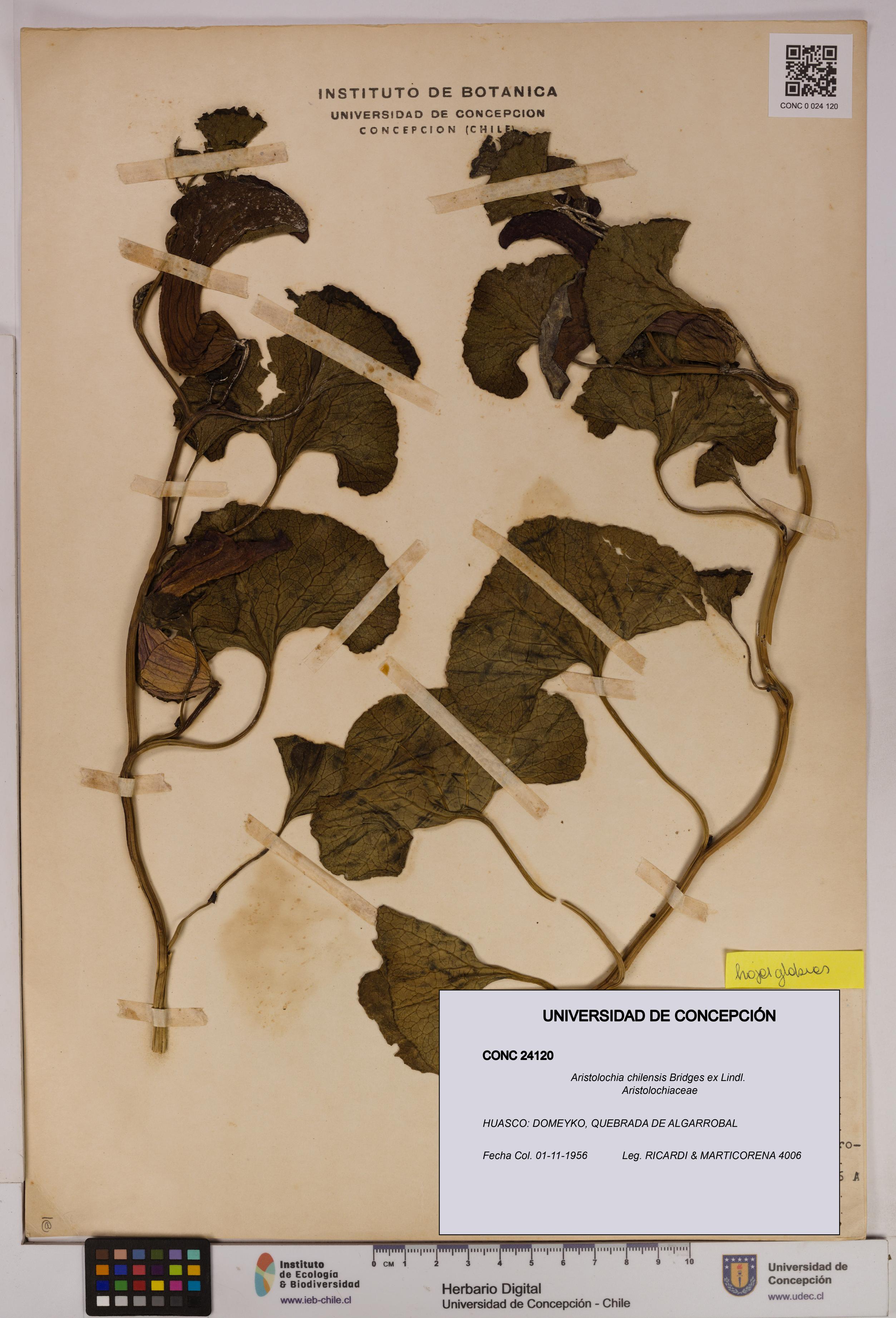 Aristolochia chilensis [Espécimen: UDEC:CONC:0024120]