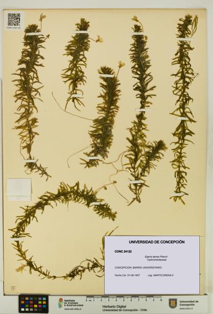Egeria densa [Espécimen: UDEC:CONC:0024122]