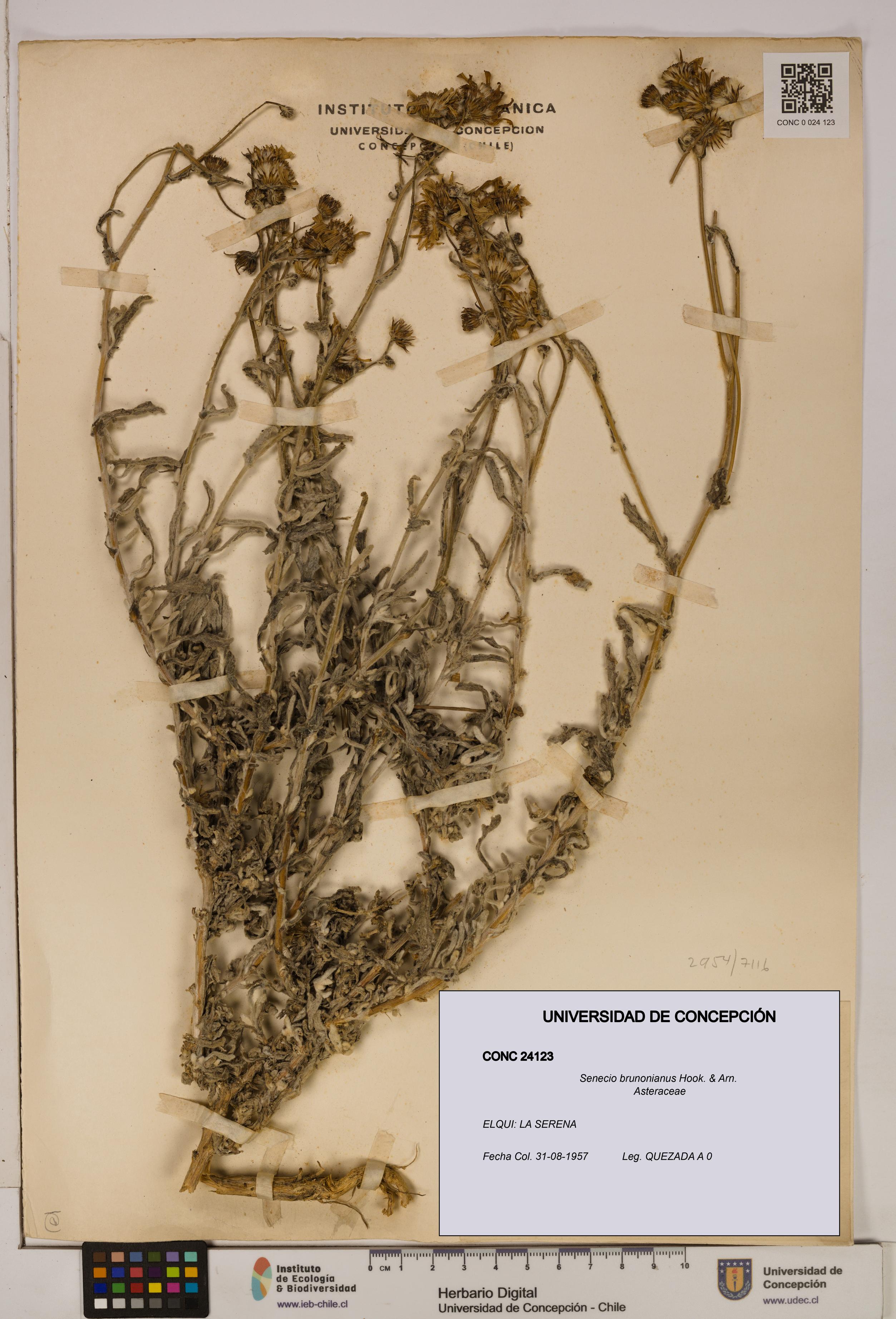 Senecio brunonianus [Espécimen: UDEC:CONC:0024123]