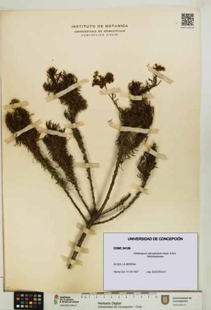 Heliotropium stenophyllum [Espécimen: UDEC:CONC:0024126]