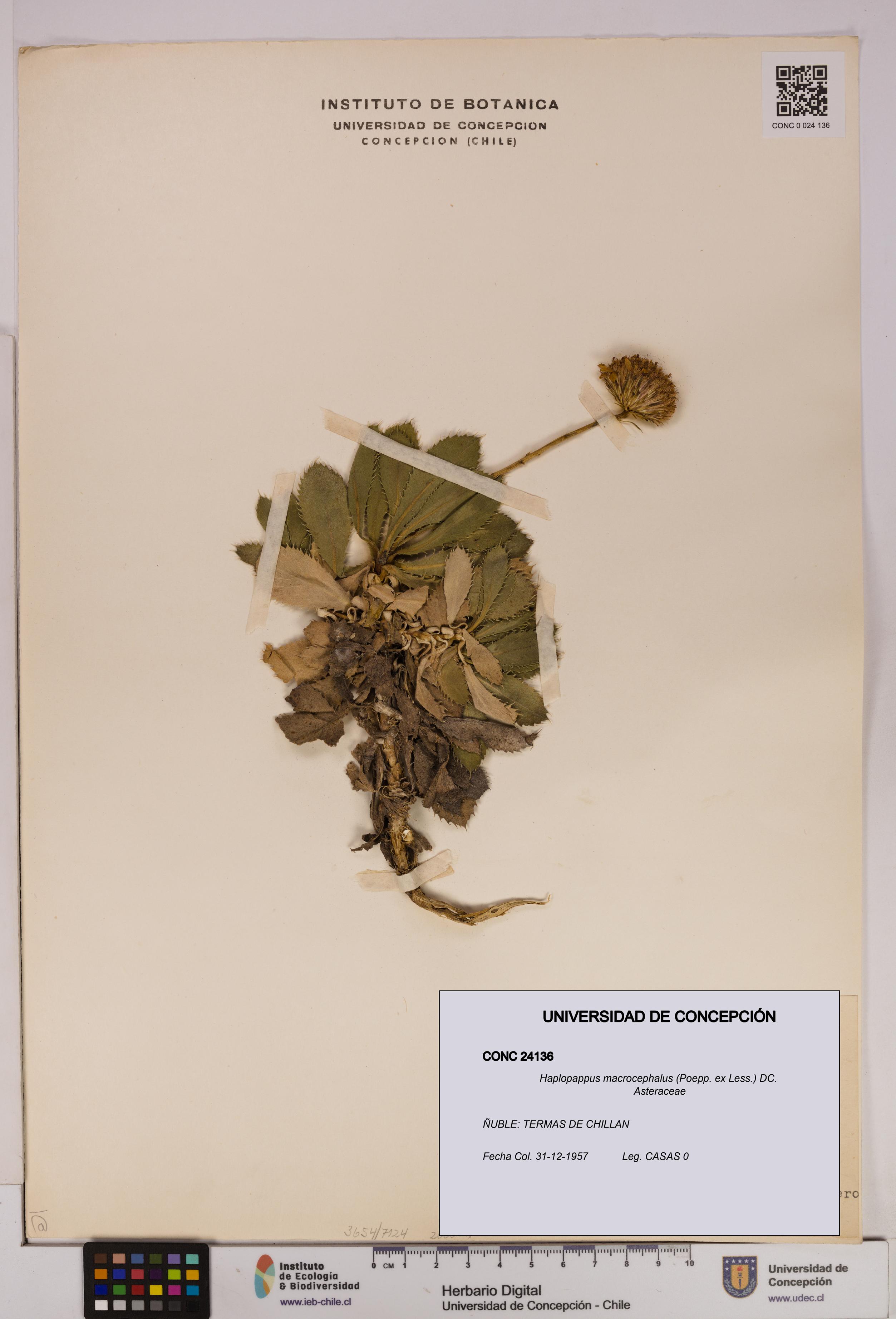 Haplopappus macrocephalus [Espécimen: UDEC:CONC:0024136]