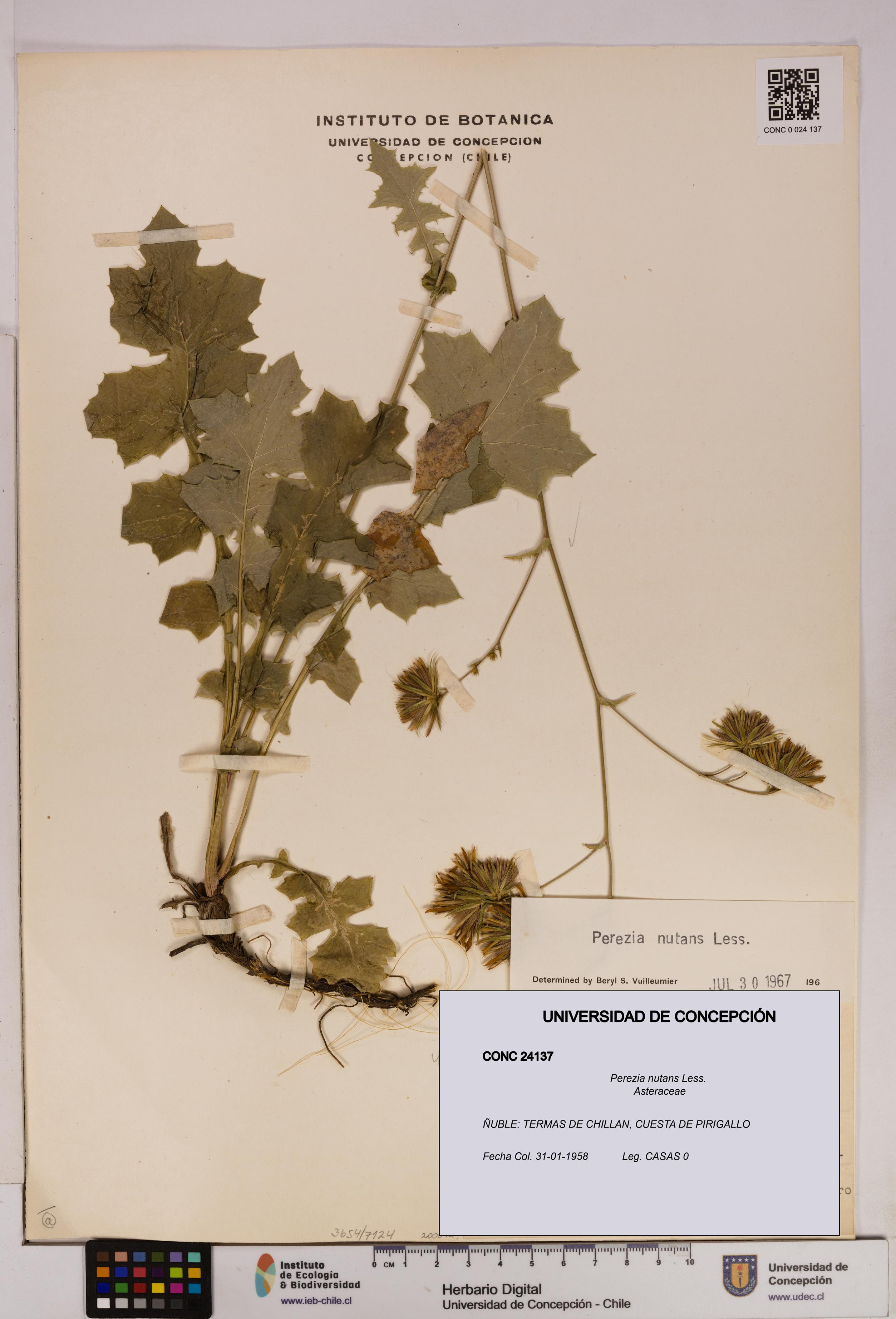 Perezia nutans [Espécimen: UDEC:CONC:0024137]