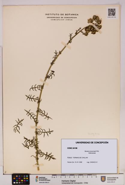 Senecio tocornalii [Espécimen: UDEC:CONC:0024138]