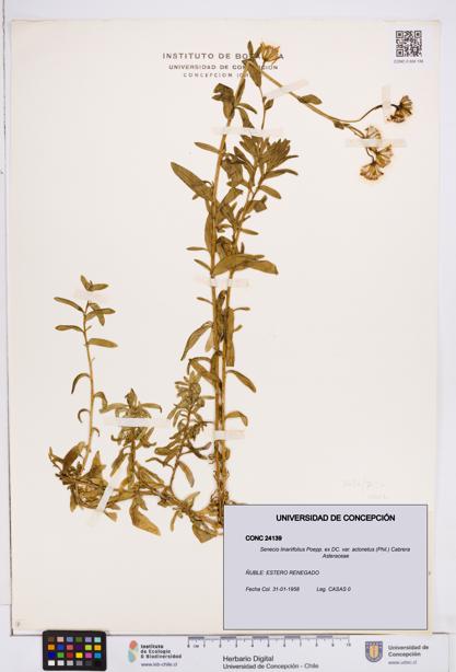 Senecio linariifolius var. aclonetus [Espécimen: ]