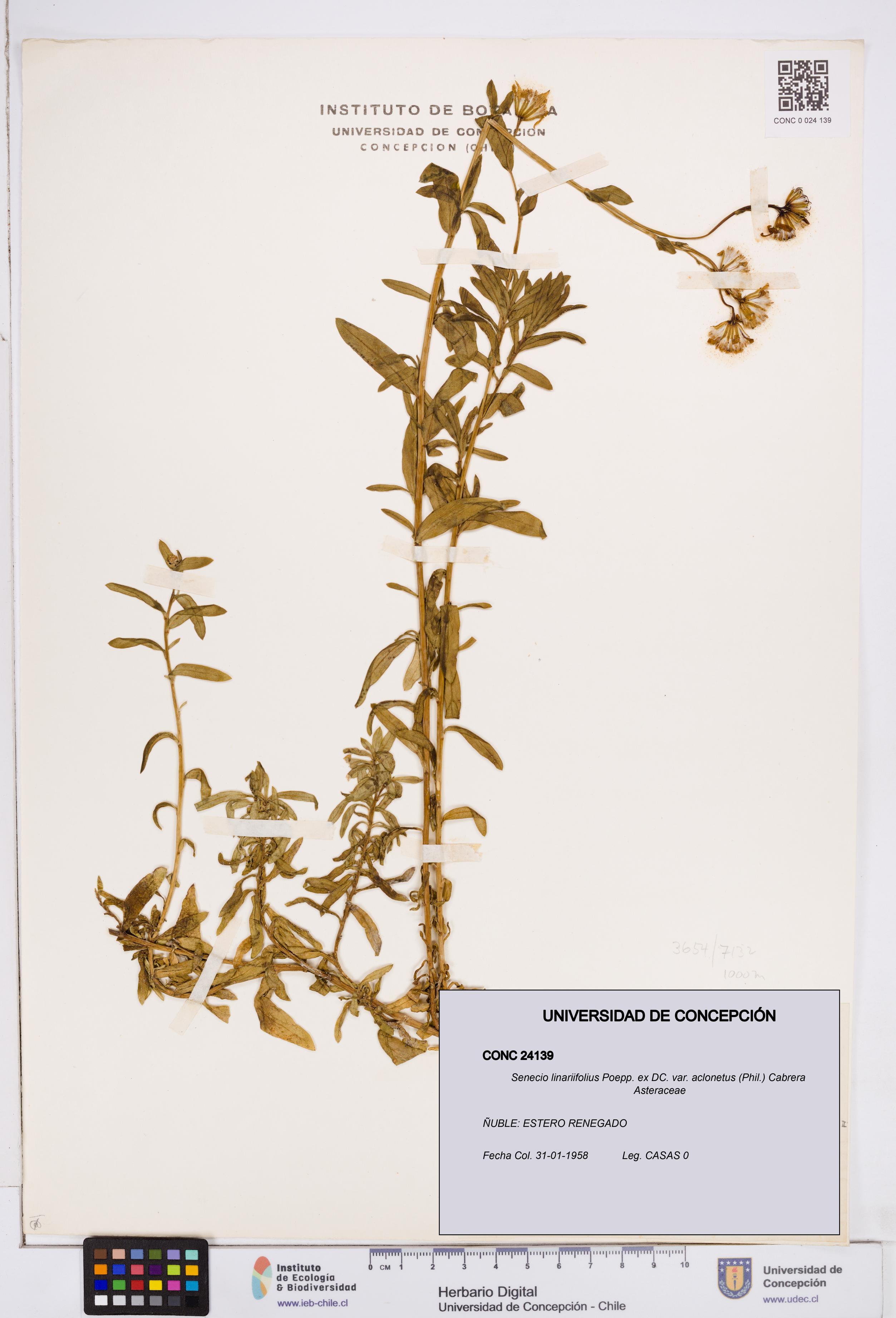 Senecio linariifolius var. aclonetus [Espécimen: ]