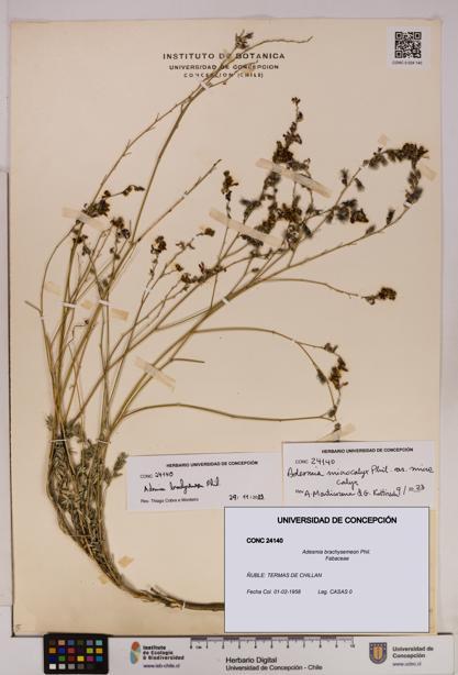 Adesmia brachysemeon [Espécimen: UDEC:CONC:0024140]