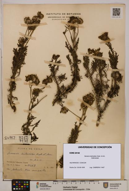 Senecio bahioides [Espécimen: UDEC:CONC:0024142]