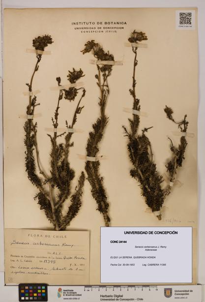 Senecio cerberoanus [Espécimen: UDEC:CONC:0024144]