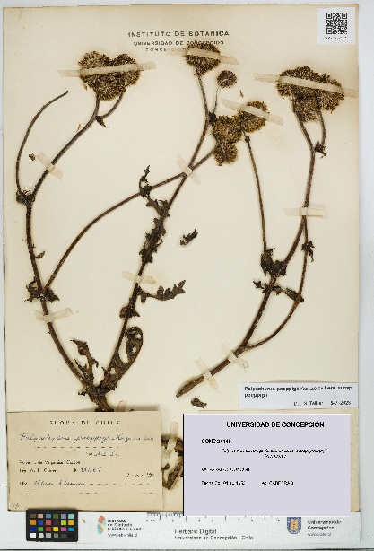 Polyachyrus poeppigii [Espécimen: UDEC:CONC:0024145]