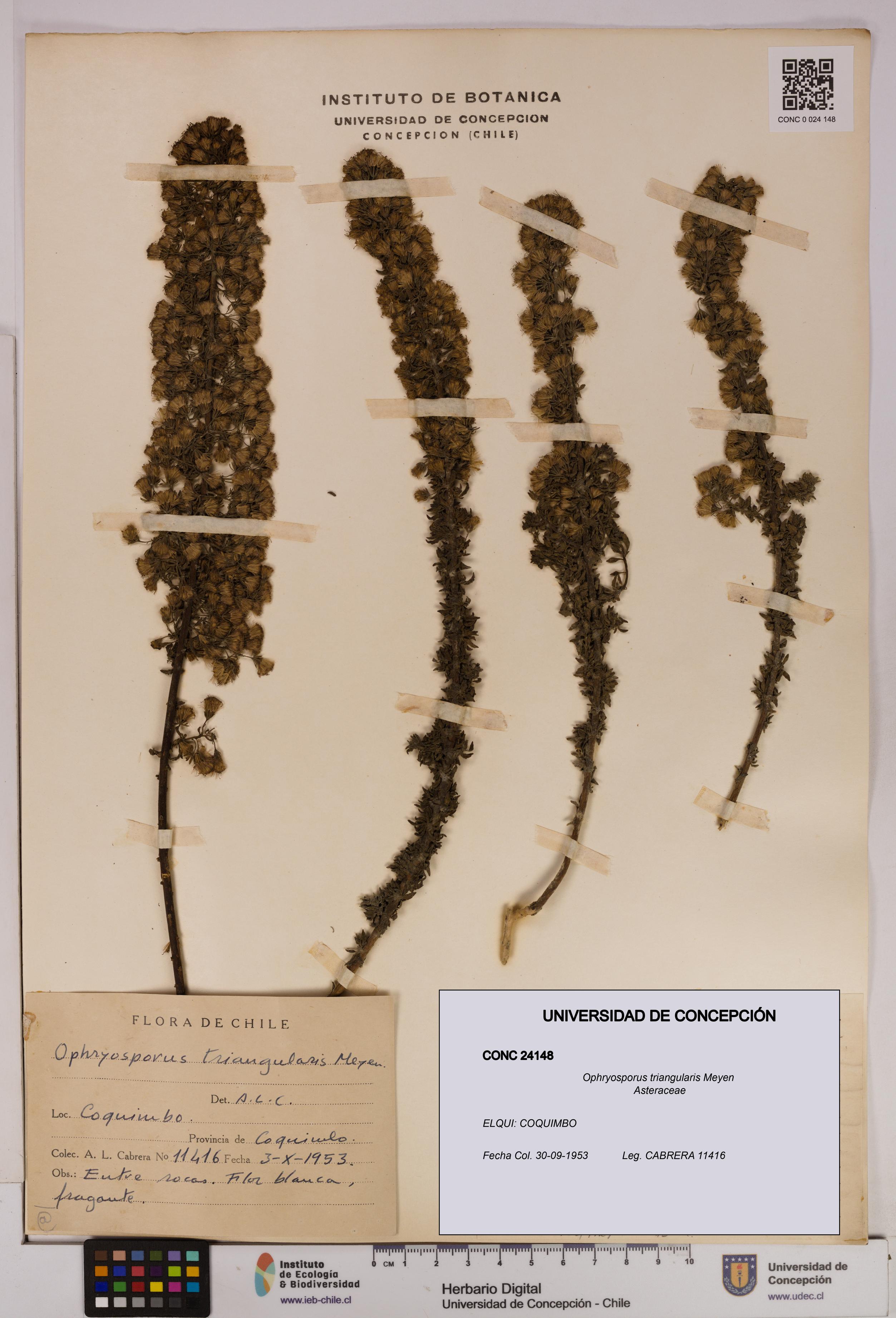 Ophryosporus triangularis [Espécimen: UDEC:CONC:0024148]