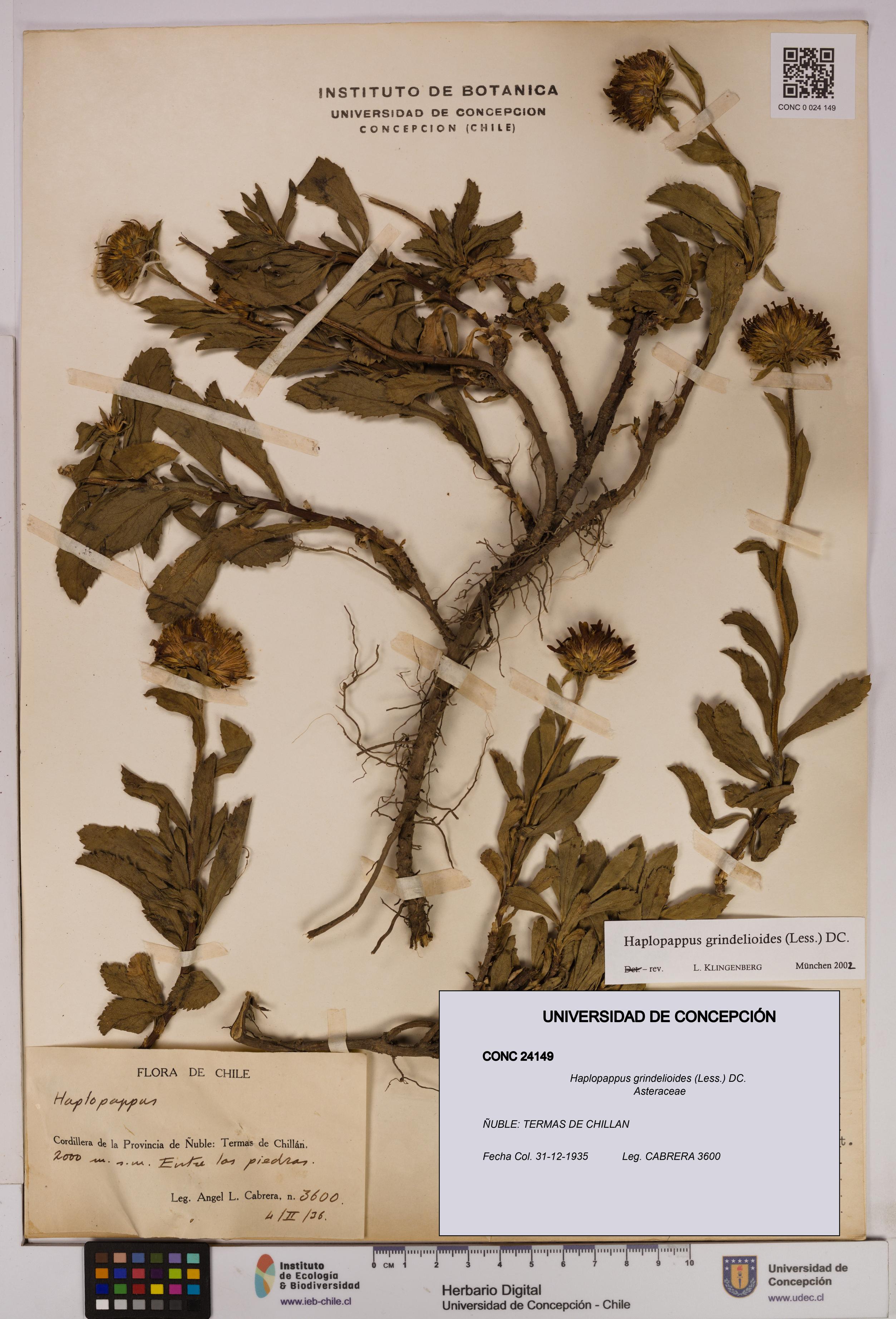 Haplopappus grindelioides [Espécimen: UDEC:CONC:0024149]