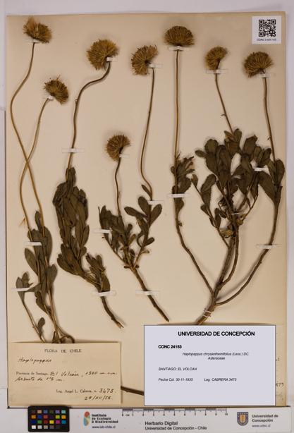 Haplopappus chrysanthemifolius [Espécimen: UDEC:CONC:0024153]