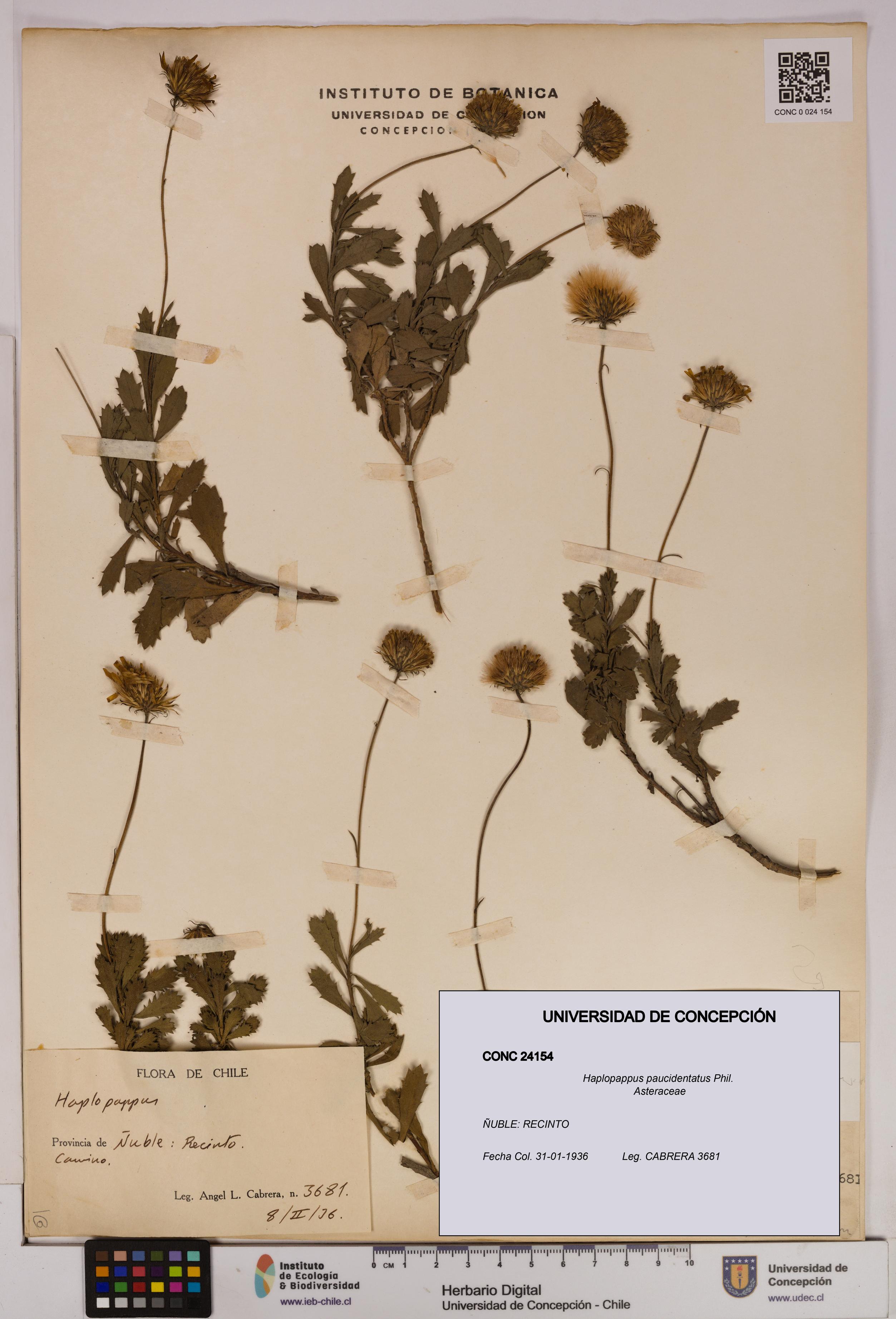 Haplopappus paucidentatus [Espécimen: UDEC:CONC:0024154]