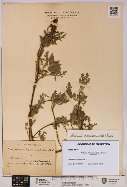 Ambrosia chamissonis [Espécimen: UDEC:CONC:0024155]
