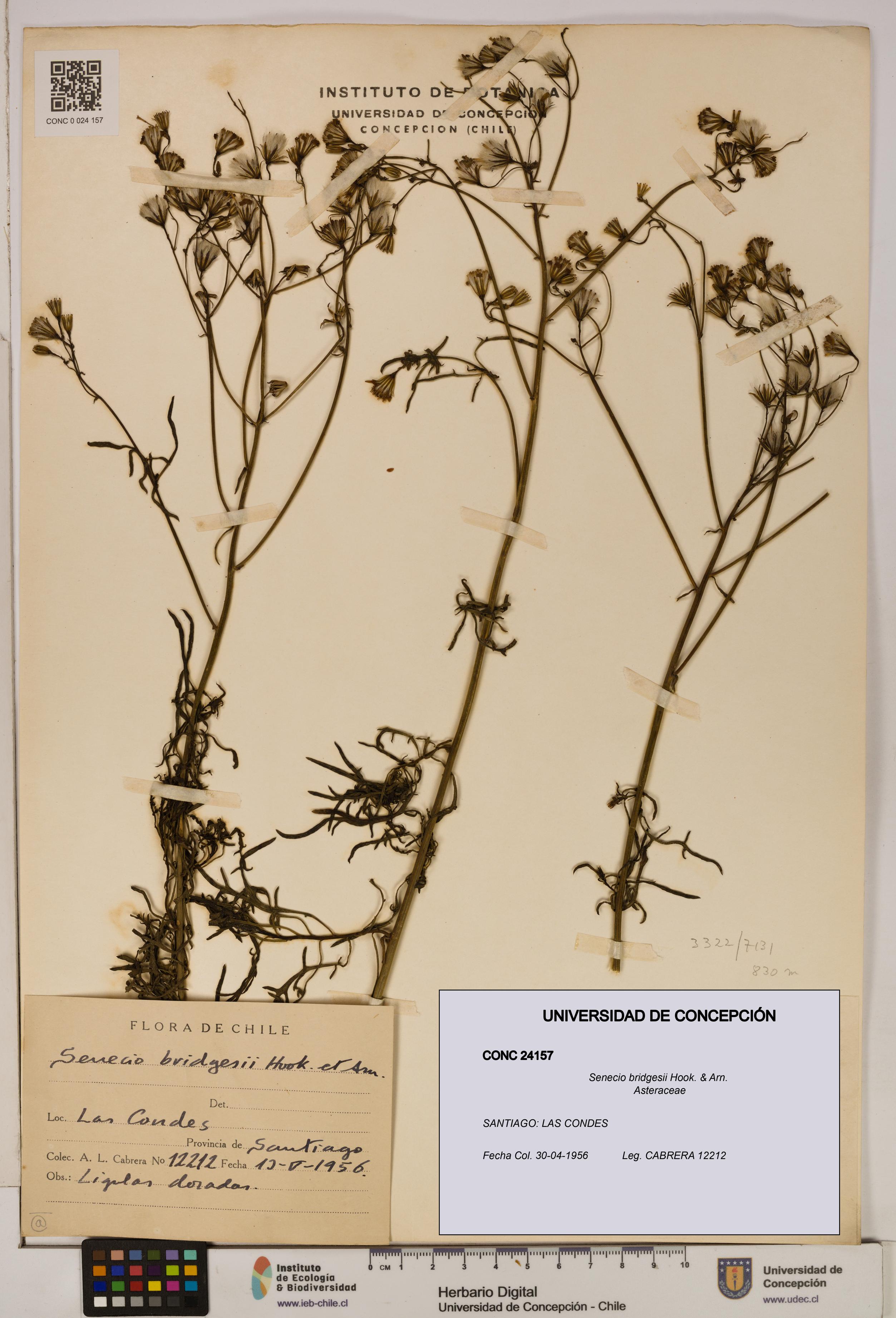 Senecio bridgesii [Espécimen: UDEC:CONC:0024157]